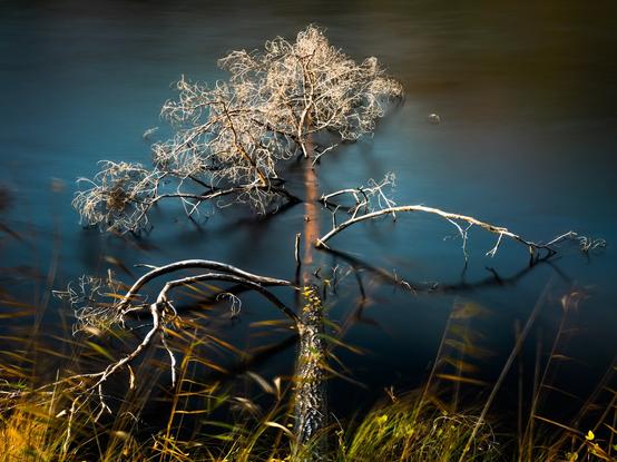 Half sunken pine in still water with surreal colors.
