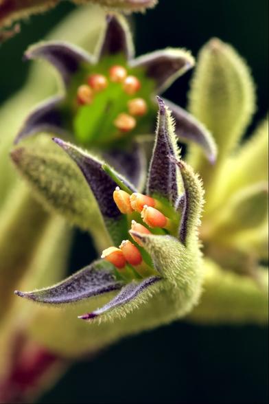 Closeup of a 6-petalled flower, black on the inside but covered in thick furry hairs on the outside. There are 6 thick orange anthers springing up inside the flower in a horseshoe shape, with a hollow underneath, looking like large teeth inside an open mouth. The petals are triangular but curve in slightly, adding to the appearance of some kind of creature with a huge gaping maw