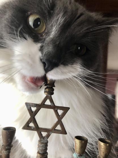 Closeup of a grey and white fluffy kitty chomping the central shammes candleholder on a traditional brass chanukiyah. The candle holder is in her mouth and she has an intense and silly expression. The shammes is above a Magen David. The brass has some kind of patina or corrosion from a failed cleaning attempt.
