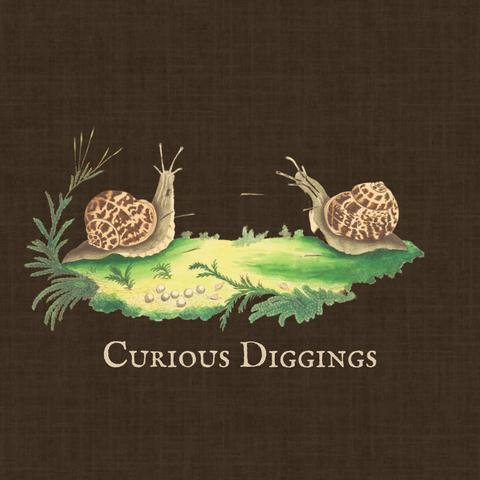 carátula del disco "Curious Diggings" de Shire Oak. se ve el título y una ilustración de un pequeño trozo de suelo con hierba, plantas y dos caracoles