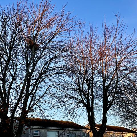 Bare trees against a clear blue sky with the roof of a house in the background.