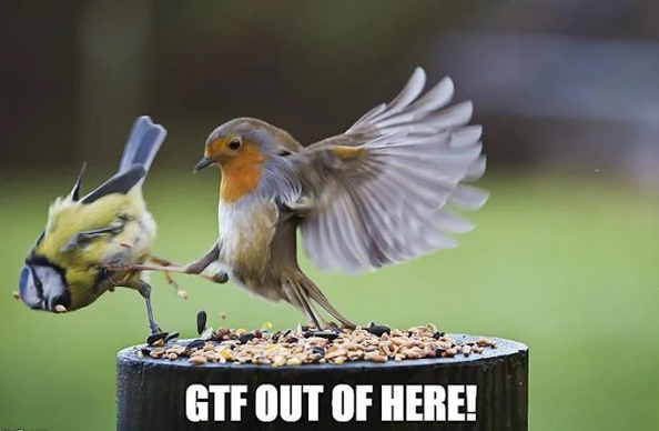 Close-up of two birds fighting on a pedestal birdfeeder full of seeds.  An English robin, wings outstretched behind it, is double kicking a yellow finch off the side.  Caption in white text at the bottom reads: GTF OUT OF HERE!