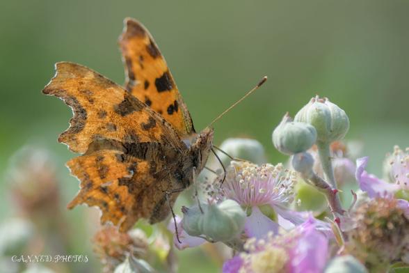 A brown Comma butterfly is sitting on some purple flowers.