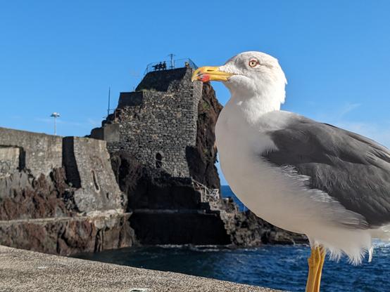 A seaside picture with a side view of a seagull in the foreground to the right with white breast feathers, an orange beak and legs along with a grey eye that has a contracted pupil. The gulls back is a deeper shade of grey. The seagull’s face and side is highlighted by the sun. In the background at the bottom you can see the Atlantic Ocean. Rising out of the sea behind the seagull is an old building built from stone. At its top, in the distance a couple of people can be seen sitting on a bench, facing away. To the far left a built stone sea wall stretches away from the building. The sky is blue and the ocean is a deeper blue. The time is late afternoon a couple of hours from sunset.