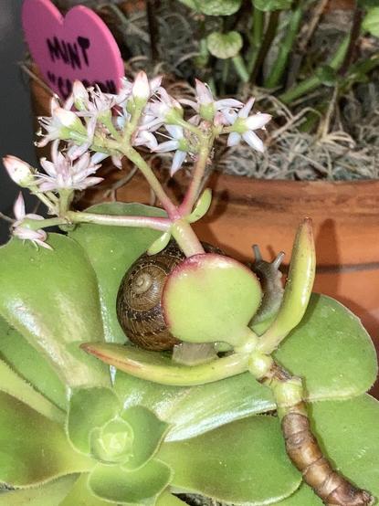 Trixie the garden snail is sitting amongst a jade plant’s leaves, partially obscured by one. It is flowering pink, the blossoms above Trixie, and the leaves are juxtaposed near a larger aeonium.