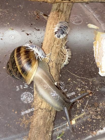 Chibi the garden snail, stretched perpendicularly across a twig. One dairy cow isopod is crawling on her shell, while two others are nearby on the twig.