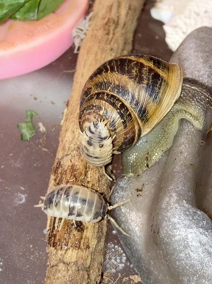 A closeup of Chibi, her head slightly out of frame as she drinks from her water dish. Her striped shell is in focus and one dairy cow isopod is sitting on it, at the top of the whorl. Another isopod is nearby on a twig.