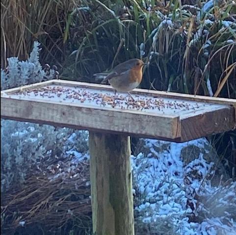a robin redbreast stands on a feeding table surrounded by seed. Below is frosty grass and vegetation