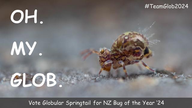 An image of a vividly patterned globular springtail, with text that says 'oh. my. glob.'