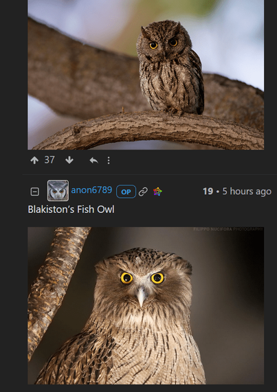 Capture d'écran, extraite d'une publication Lemmy de anon6789@lemmy.world sur suberbowl@lemmy.world, où on voit les photos d'un hibou Grand-duc de Blakiston et d'un hibou Petit-duc d'Amérique.