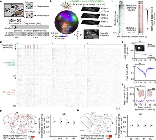 Fig. 1: Distributed stimulus reactivations in the lateral visual cortex during quiet waking.