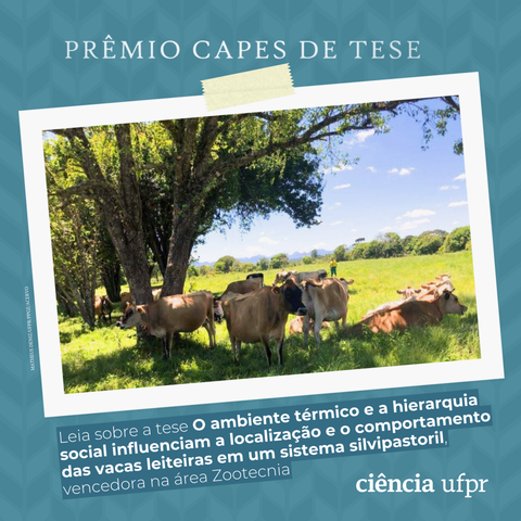 Cartão com fundo em tons de azul, onde se vê, repetido formando esse fundo, o símbolo do Prêmio Capes de Tese, que são folhas de louro estilizadas em sequência. Sobre o fundo, uma foto de um rebanho de vacas leiteiras em um pasto, na sombra de uma árvore. Abaixo, a chamada: "Leia sobre a tese O ambiente térmico e a hierarquia social influenciam a localização e o comportamento das vacas leiteiras em um sistema silvipastoril, vencedora na área Zootecnia", que trata da tese defendida na UFPR por Matheus Deniz e vencedora do prêmio na categoria zootecnia. Clique no link do post para ler a matéria na revista Ciência UFPR. A foto é do próprio pesquisador.