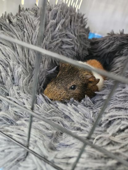 Socks, a brown and white guinea pig, snuggled into a cat bed inside his carry cage.