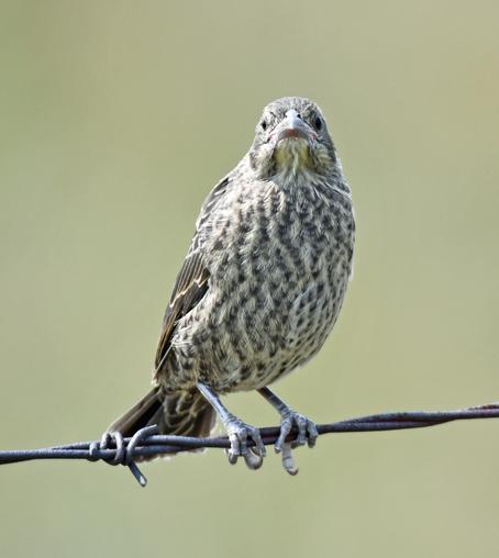 Sparrow standing on a barb wire fence