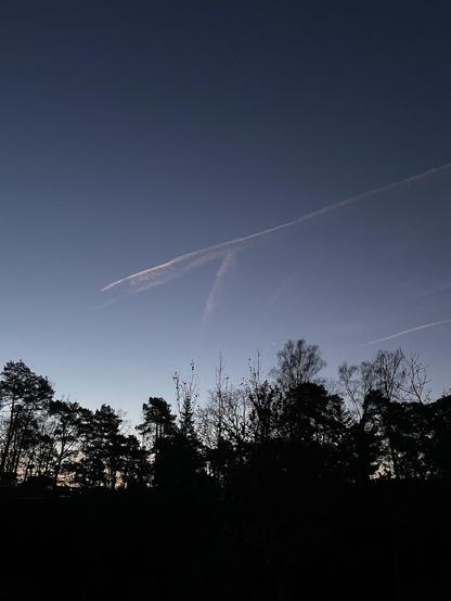 Showing a picture of the sky over tree tops, at dawn, with Venus and Arcturus showing.
