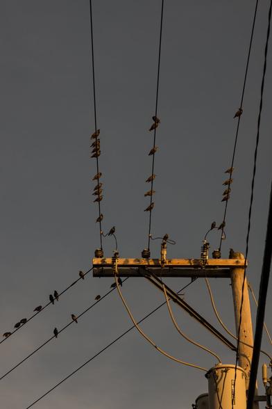 A color photograph of small black birds sitting on wires by a utility pole. The pole sits in the center, the wires passing overhead and then bending to the left past the pole. Late afternoon winter sun is casting warm light over the scene, and the sky is a grayish color.