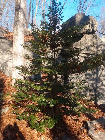 It's a pic of a holly tree in front of a rocky outcropping .