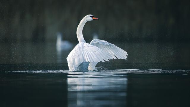 A stunning swan with a full wingspan poised above serene waters, with water droplets creating a mist around its white feathers.