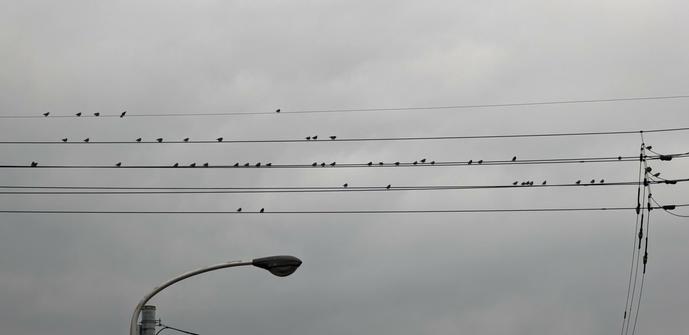 A bunch of starling perched on a bunch of utility lines and it looks like a music sheet.