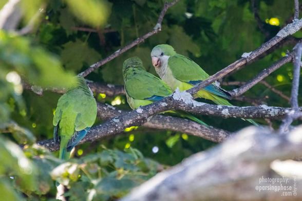 Three green parrots perch high in a tree, their plumage blending quite effectively with the foliage. Two look to be in close conversation.