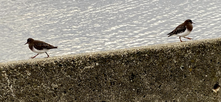 Black Turnstones turning their backs on each other on seawall.