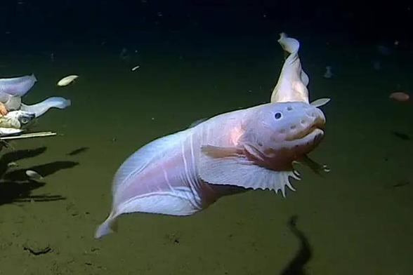 underwater photo of an eel-like deep sea fish near the sea floor
