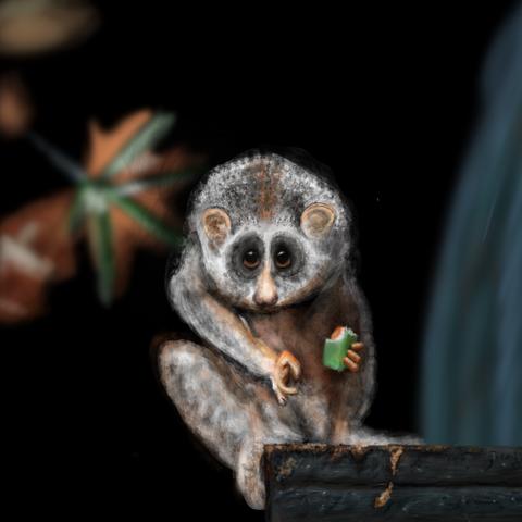 A Slow Loris eating a piece of fruit