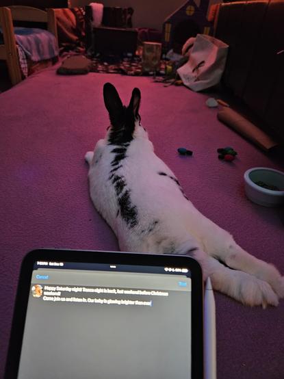 Beautiful bunny with big ears relaxing and listening ti great tunes