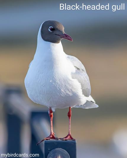 The Black-headed gull (Chroicocephalus ridibundus) is a small to medium-sized gull species found in Europe, Asia, North America, and parts of North Africa. As the name suggests, it has a black head (chocolate-brown on closer inspection) during the breeding season, which contrasts with its white body and gray wings. Outside of the breeding season, the head turns mostly white with dark smudges behind the eyes. The black-headed gull has a red bill and legs, and its eyes are dark brown. In flight, it displays a distinctive pattern with gray upper wings and white undersides. Black-headed gulls are highly adaptable and can be found in a variety of habitats, including coastal areas, wetlands, and inland lakes. CC: RLXE π·: Photo by Erik_Karits via Pixabay 2023