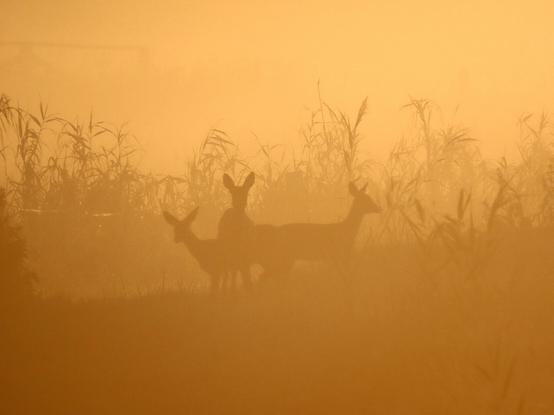 Morgennebel von hinten durch die Sonne angeleuchtet, so dass das Bild in orangenen Tönen ist. Alles ist diffus. 
Eine Ricke mit ihren beiden Kitzen ist als Silhouette zu erkennen. SIe stehen auf einer Wiese vor einem Schilfgürtel.