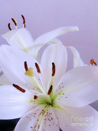 Lilium candidum, Madonna lily or white lily, is a plant from the family of true lilies.
On the feast of St. Anthony, which is celebrated on June 13, is blessed with lilies. The lily became a symbol of St. Anthony because it reminds us of the purity that this saint possessed.