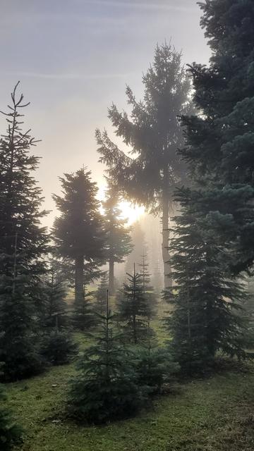 Sonne scheint durch Nebel und Tannen