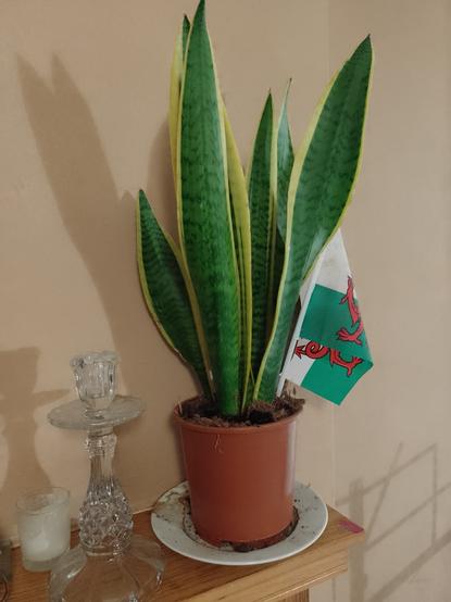 Photograph of a snake plant in a plant pot, which is sat on a mantle piece. It has tall green leaves and a small Welsh flag has been stuck into the plant pot. To the left of the photo is a glass candle holder with no candle. In the background is a wall painted a chocolate colour.