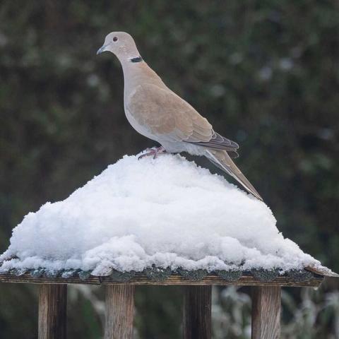Türkentaube auf dem verschneiten Futterhaus