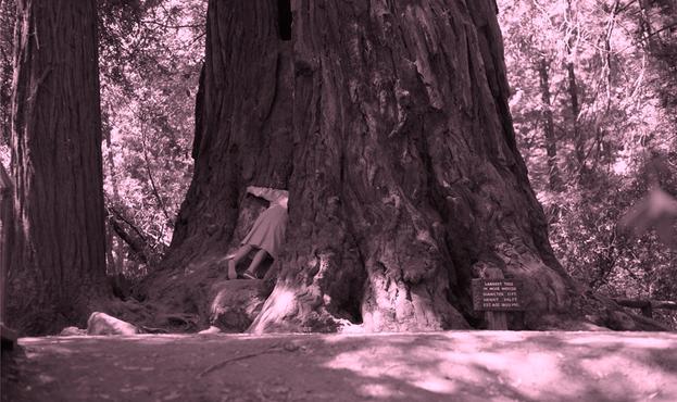 This is a black and white image. The lower two thirds of a person can be seen peaking their upper third into a giant tree trunk's crevice. The tree is about 40 feet across and only the lowest section of the tree can fit in the picture. The giant tree is surrounded by smaller deciduous trees. A sign at the tree says 'Largest Tree At Muir Woods' with elevation, height and age information.