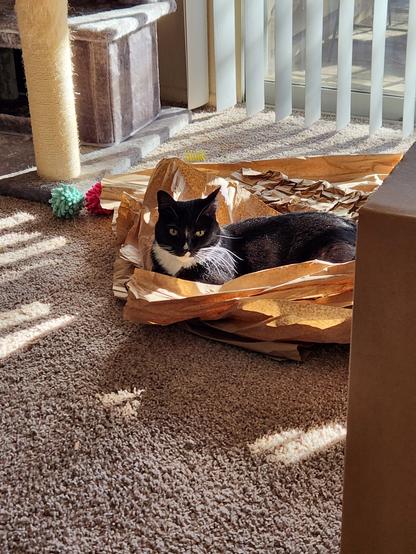 Tuxedo cat laying in the striped sunlight on some brown packing paper.  Moving box in the right foreground.