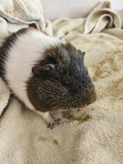 Socks, a brown and white guinea pig. He's sitting on a towel about to be syringe feed