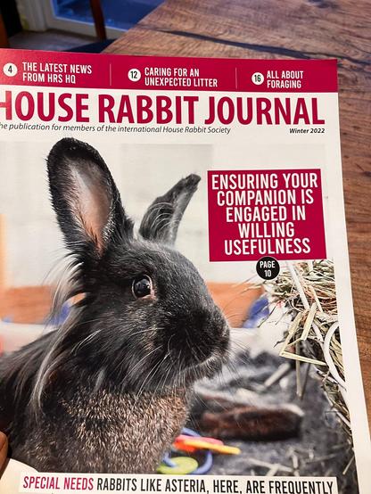 house rabbit journal magazine. cover story: "ensuring your companion is engaged in willing usefulness"