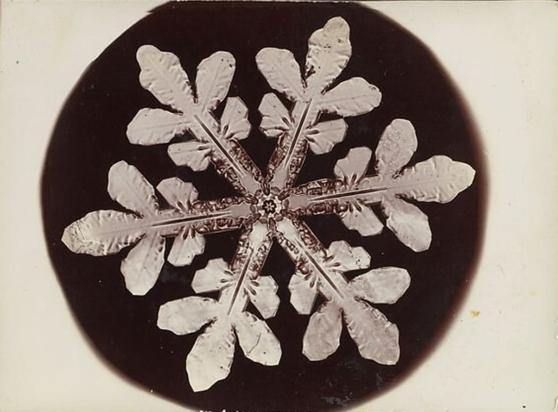 Flocon de neige dont les six branches forment comme des feuilles.