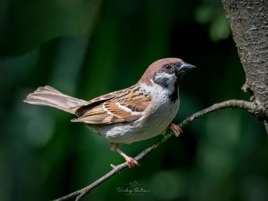 Tree sparrow - www.vickyoutenphotography.com