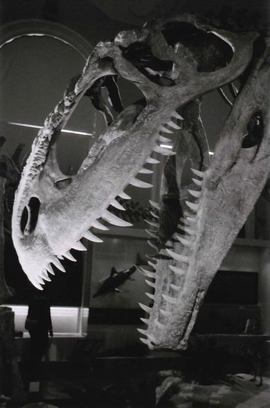 skull of a dinosaurus.