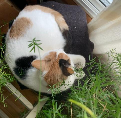 Lainey the cat seen from above, curled up looking out the window, little sprigs from a spider plant are suspended above her