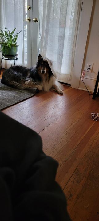 Collie resting on carpet on wooden floor with curtain draped over face like 20's movie vamp