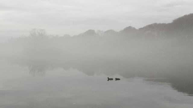 Paysage brumeux. Deux canards sur une étendue d'eau