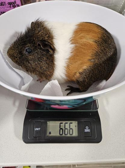 Socks, a brown and white guinea pig, sitting in a bowl on top of the kitchen scales. The readout shows him weighing 666 grams