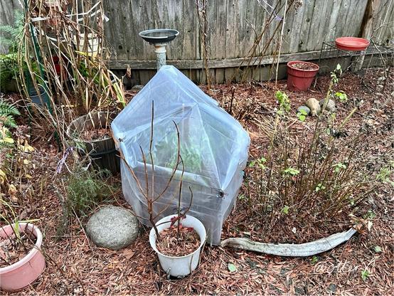 Horizontal photo of a part of my flowerbed:

The hexagon shaped mini greenhouse with pitched roof now sits in the middle. 

On its left, the drying, leggy daisy stalks and a round stone, and on the right is the drying lemonBalm bush with some still green leaves here and there. Behind the mini greenhouse, there’s a small birdbath on the pedestal, and another on the wire shelf cube close to the weathered wood fence. There are some pots here and there. The flowerbed looks done for the season.

Oh, there’s a curved piece of wood I found in the forest sitting in front of the lemonBalm bush, which looks grayish white in this photo.

The mini greenhouse is constructed with square wire shelf panels and plastic cover secured with office clips and bamboo stakes.