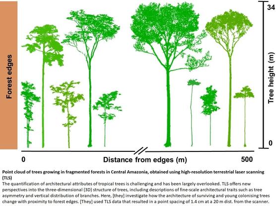 graphic - cross section - Point cloud of trees growing in fragmented forests in Central Amazonia, obtained using high-resolution terrestrial laser scanning (TLS) - The quantification of architectural attributes of tropical trees is challenging and has been largely overlooked. TLS offers new perspectives into the three-dimensional (3D) structure of trees, including descriptions of fine-scale architectural traits such as tree asymmetry and vertical distribution of branches. Here, [they] investigate how the architecture of surviving and young colonising trees change with proximity to forest edges. [They] used TLS data that resulted in a point spacing of 1.4 cm at a 20 m distance from the scanner.
