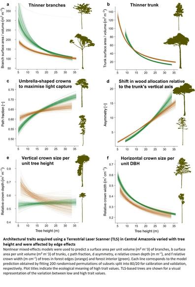 graphic - charts - Architectural traits acquired using a Terrestrial Laser Scanner (TLS) in Central Amazonia varied with tree height and were affected by edge effects.