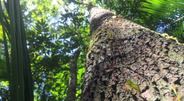 photo - from the ground looking up to the tree canopy, Amazon rain forest