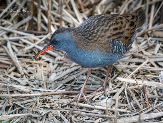 Water rail - www.vickyoutenphotography.com